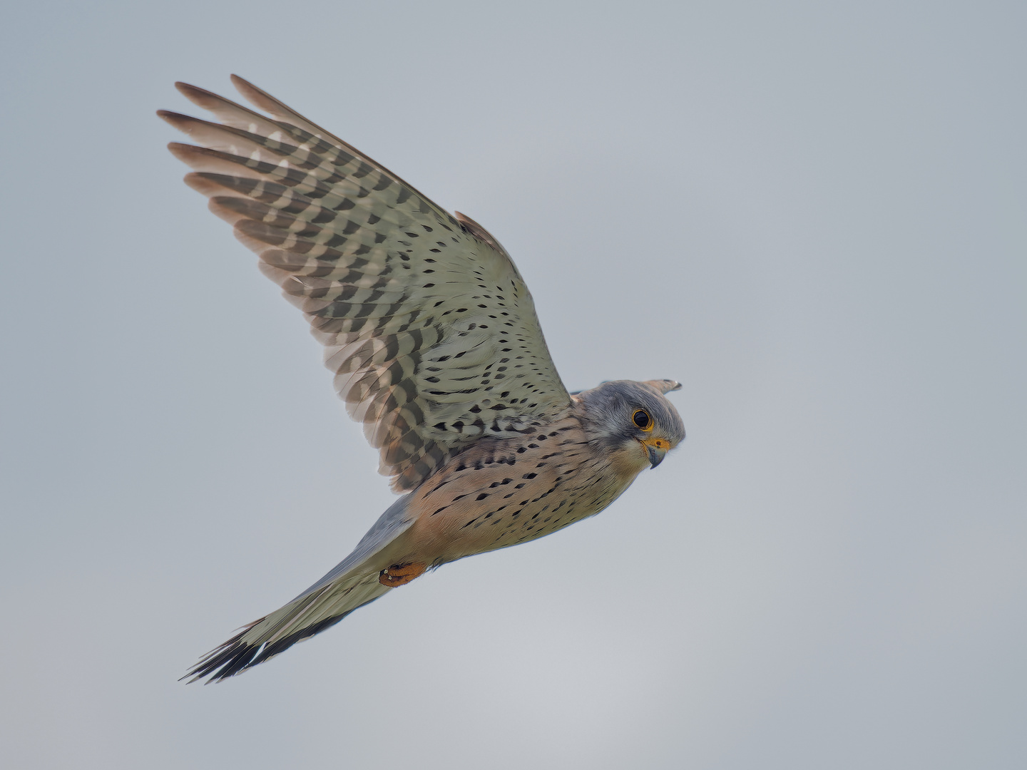 Turmfalke im Rüttelflug - Terzel