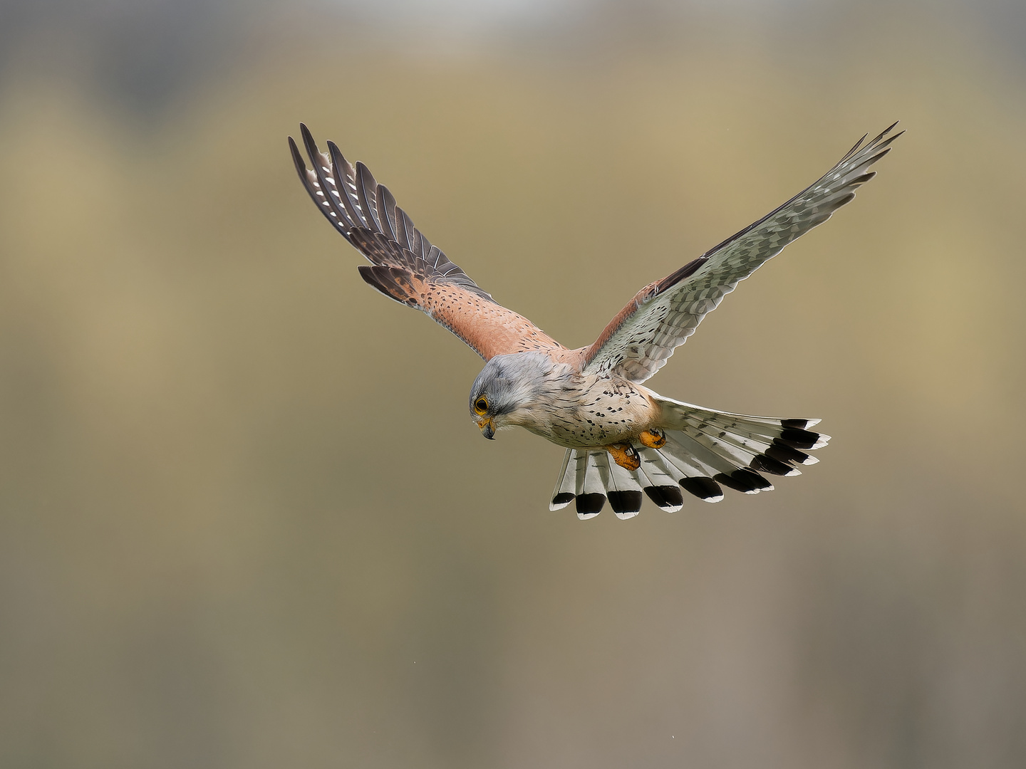 Turmfalke im Rüttelflug - Terzel