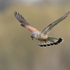 Turmfalke im Rüttelflug - Terzel