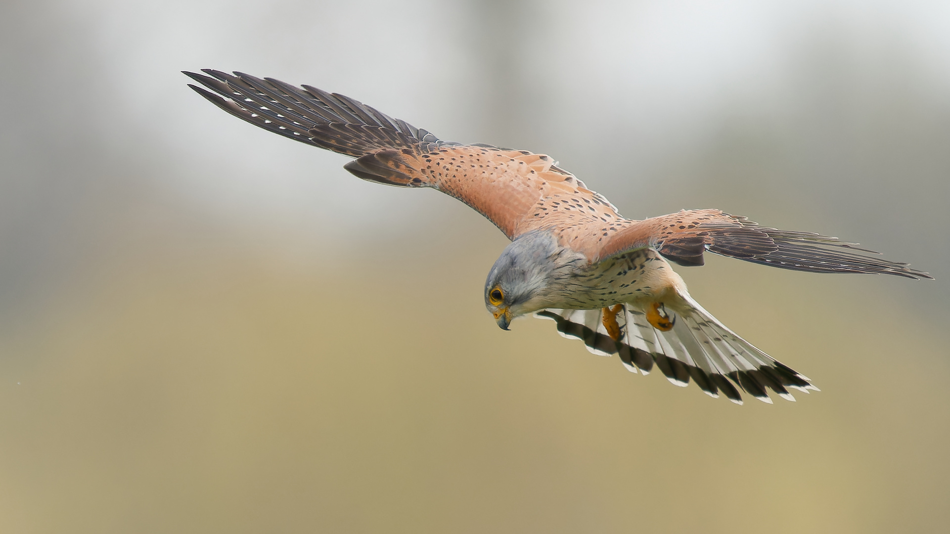 Turmfalke im Rüttelflug - Terzel 