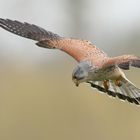 Turmfalke im Rüttelflug - Terzel 