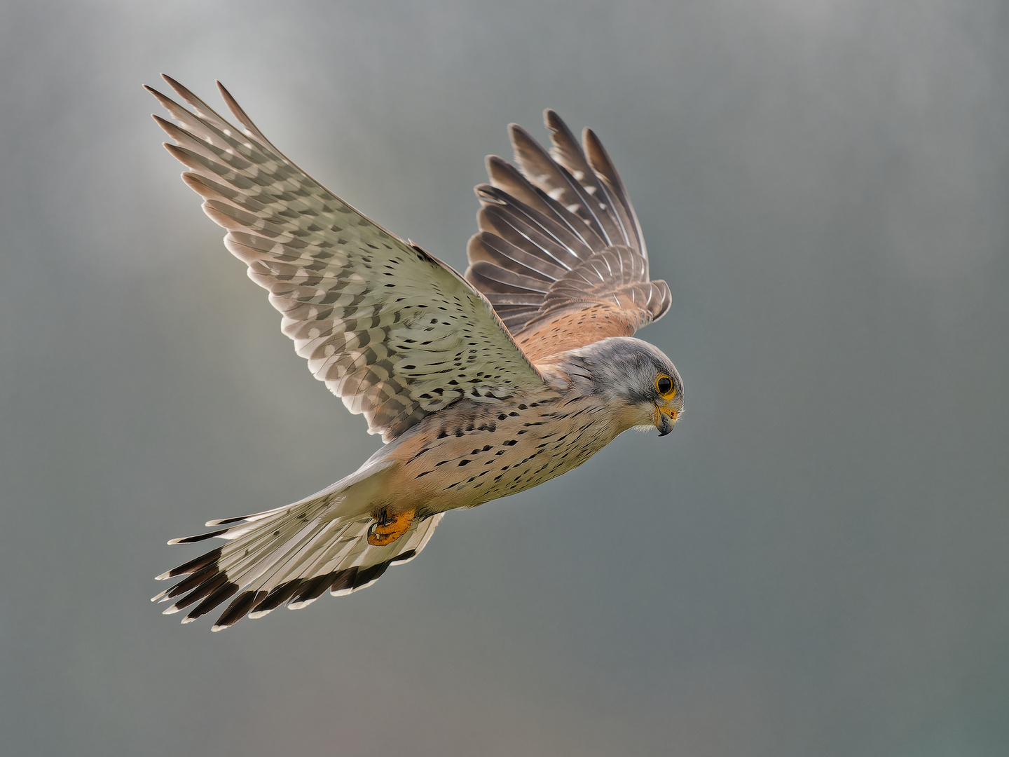 Turmfalke im Rüttelflug - Terzel II