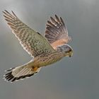 Turmfalke im Rüttelflug - Terzel II