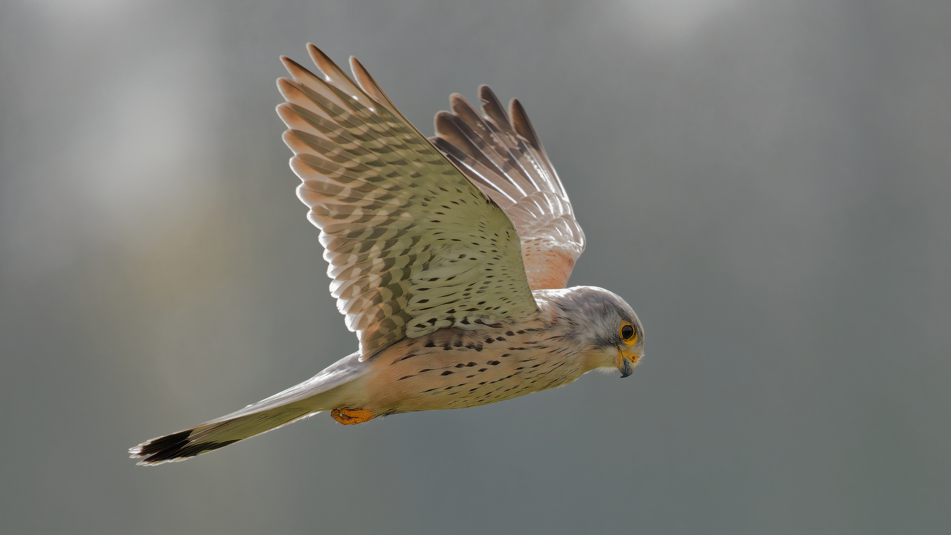 Turmfalke im Rüttelflug - Terzel II