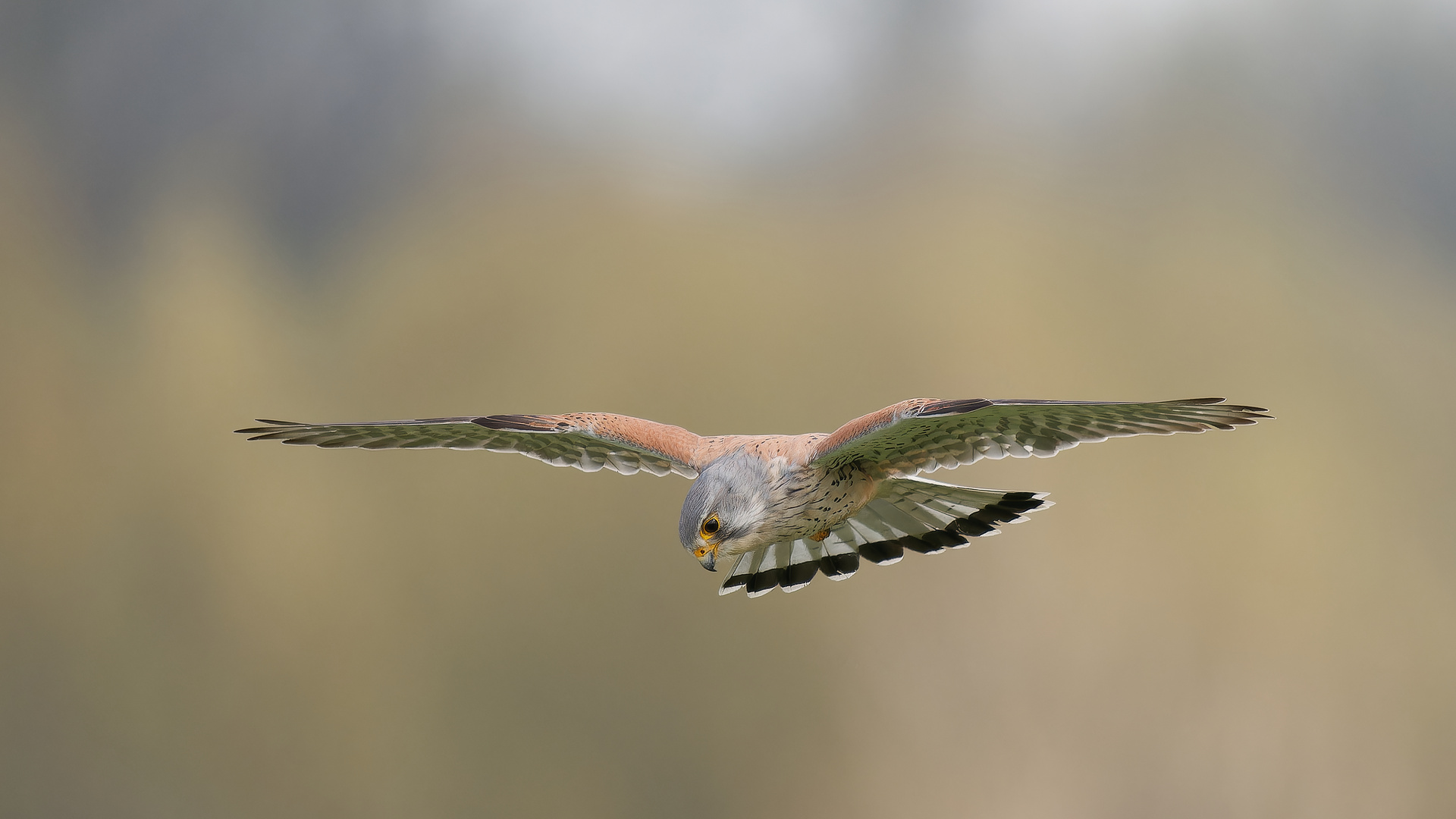 Turmfalke im Rüttelflug - Terzel IV