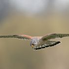 Turmfalke im Rüttelflug - Terzel IV