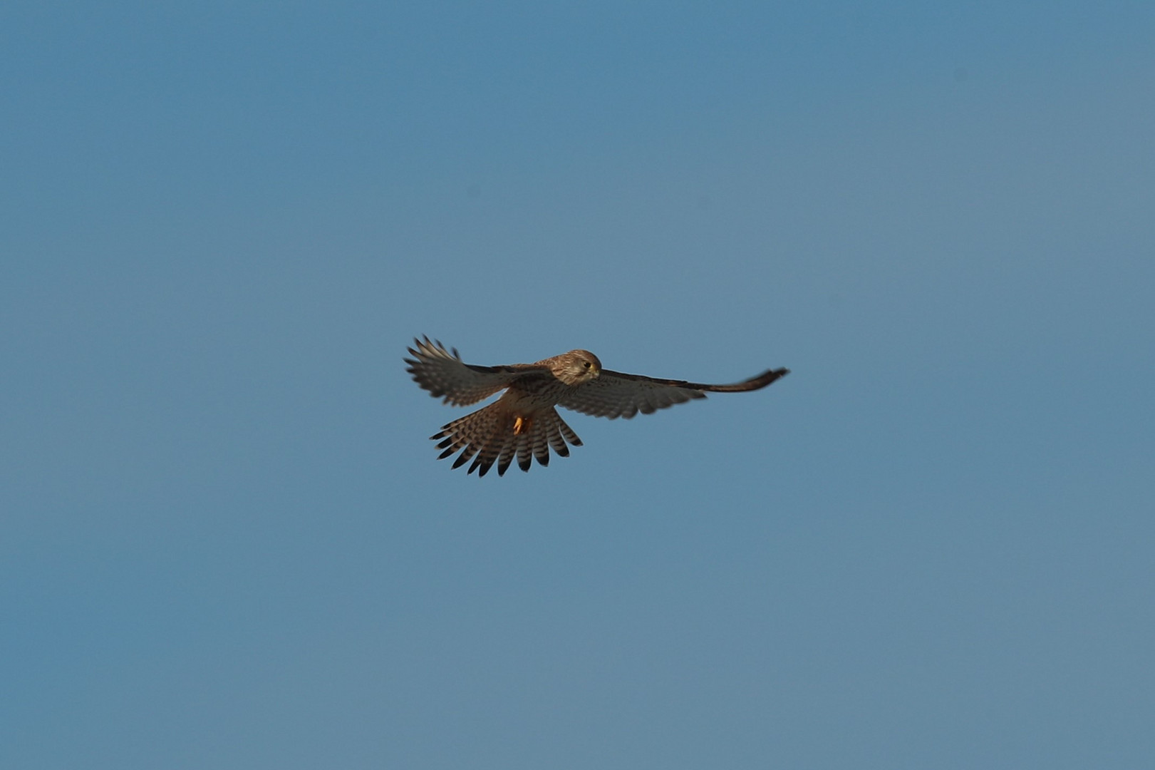 Turmfalke im Rütteln