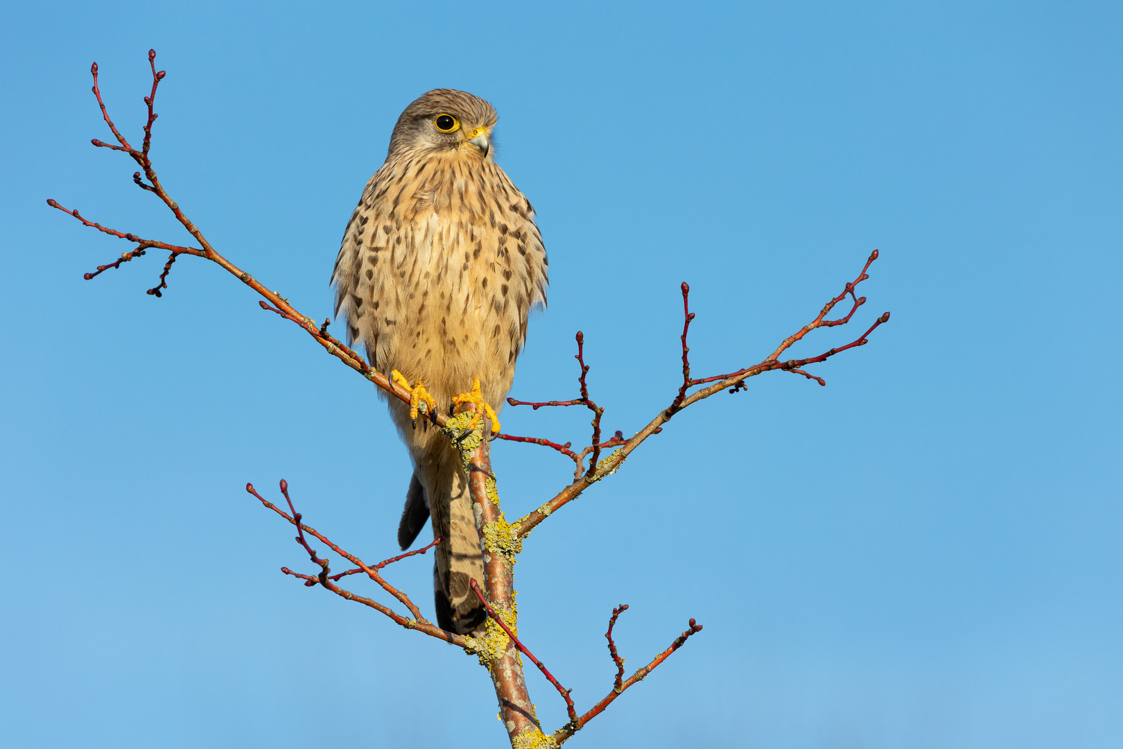 Turmfalke im Ruhrgebiet - diesmal bei besserem Licht