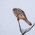 Turmfalke im Schnee