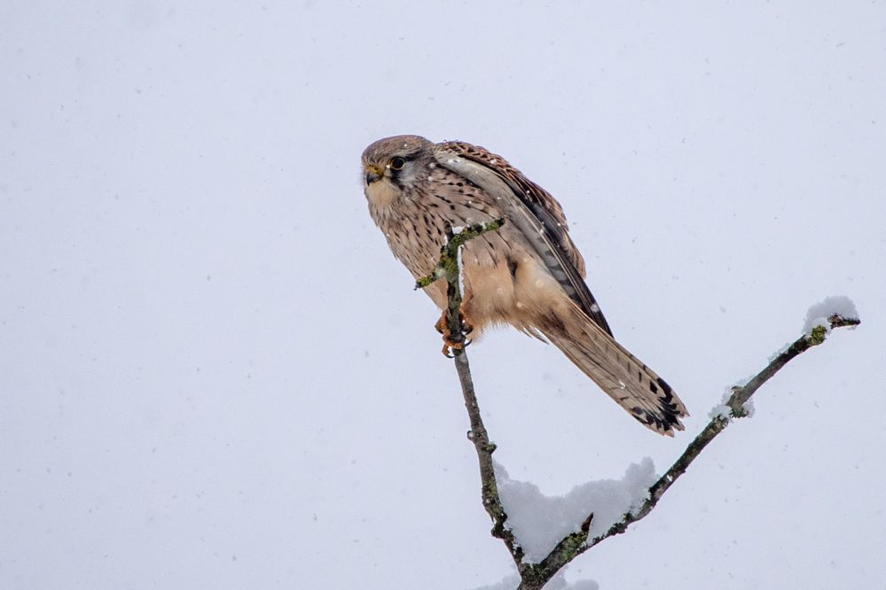 Turmfalke im Schnee