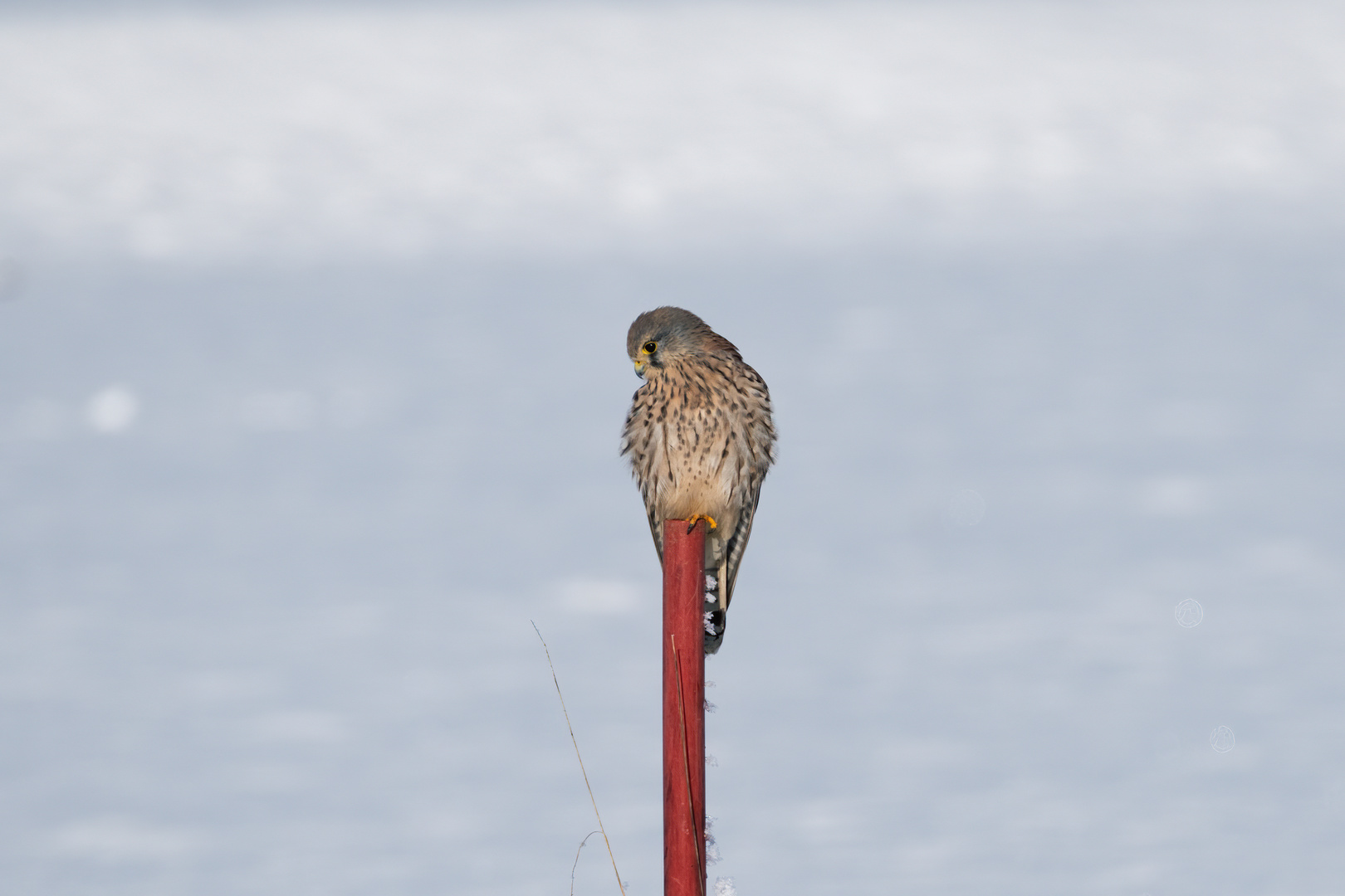 Turmfalke im Schnee