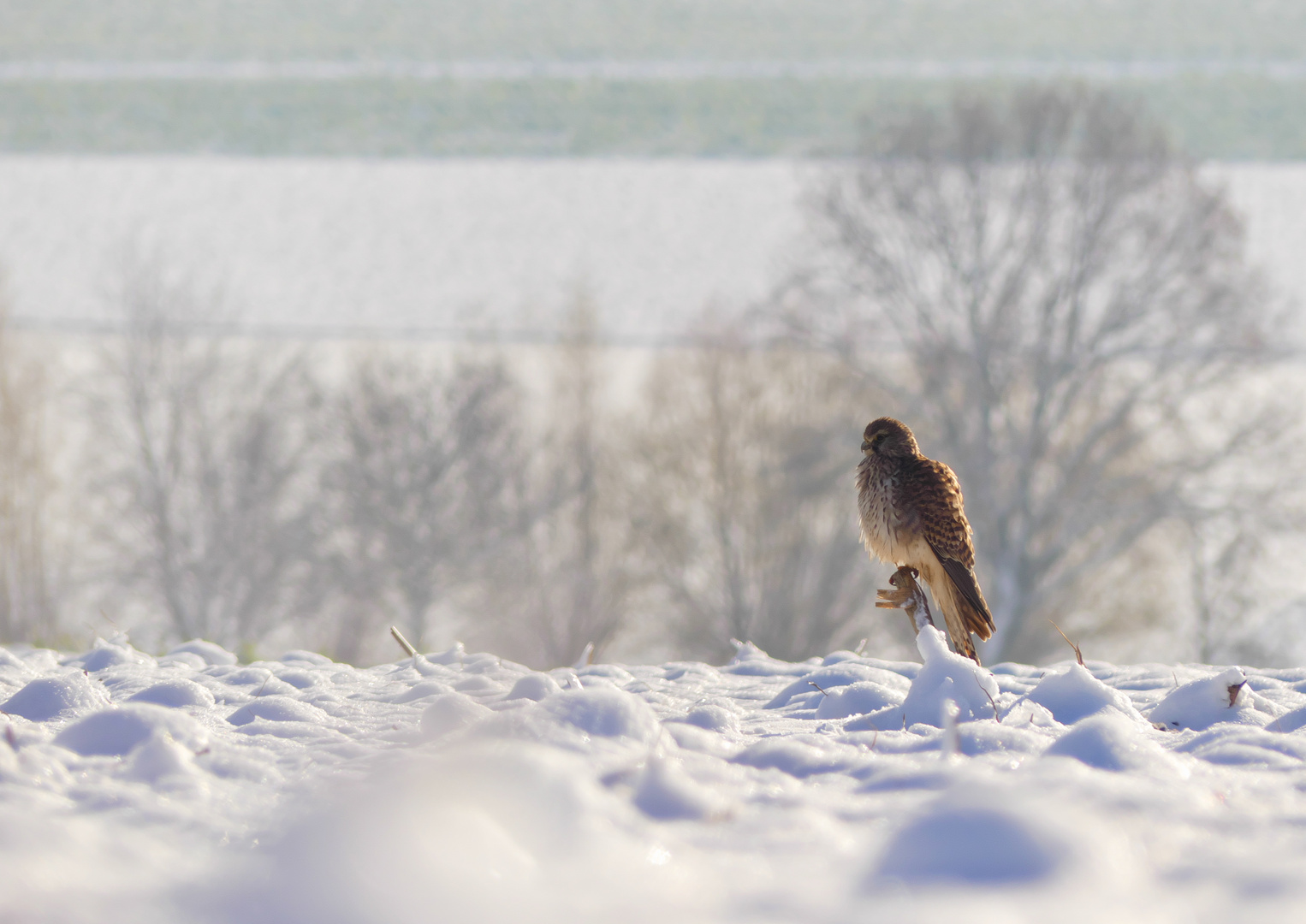 Turmfalke im Schnee