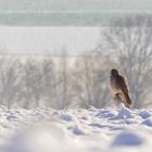 Turmfalke im Schnee