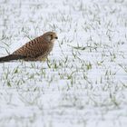 Turmfalke im Schnee