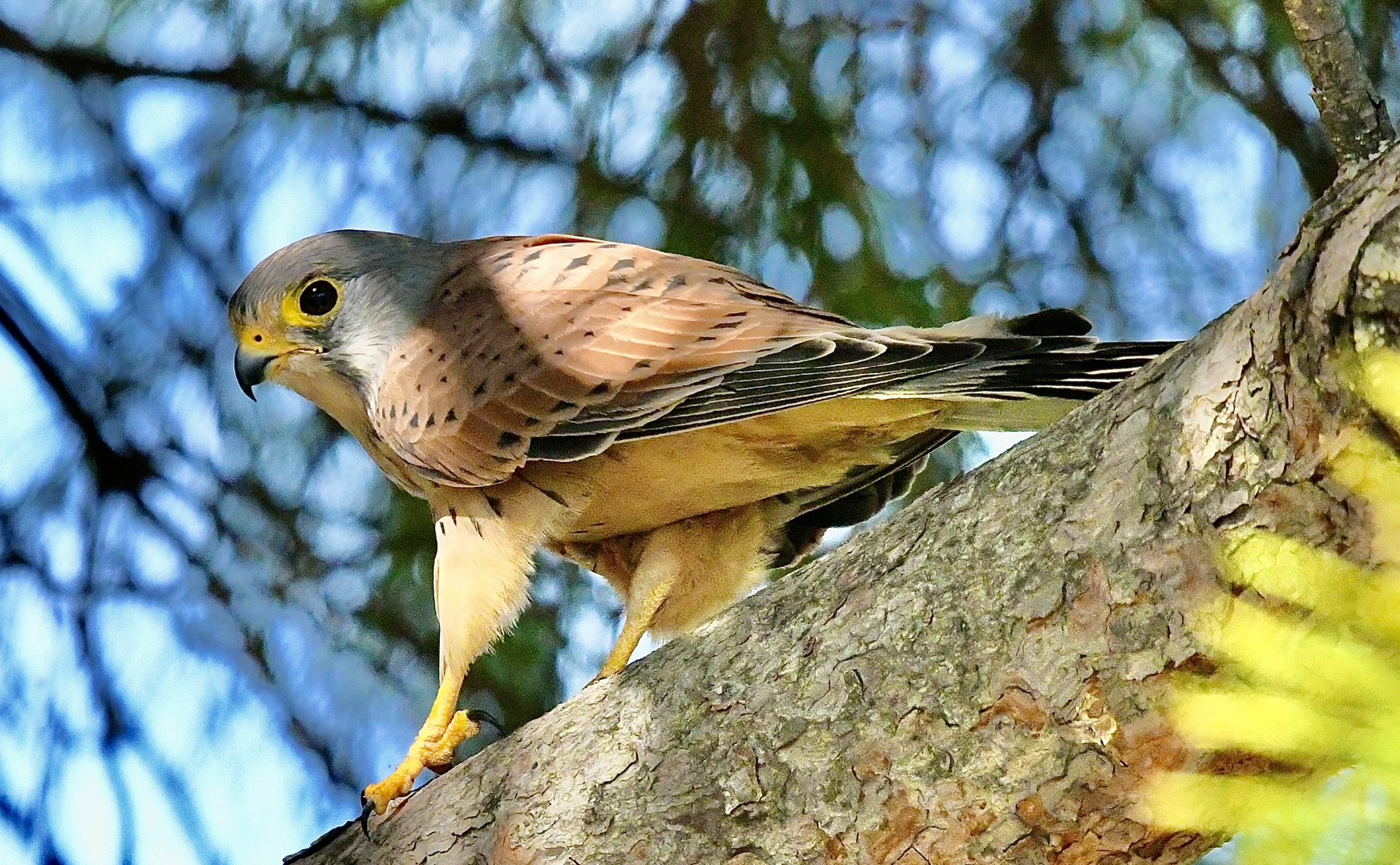 Turmfalke im Schutz des Pinienbaumes