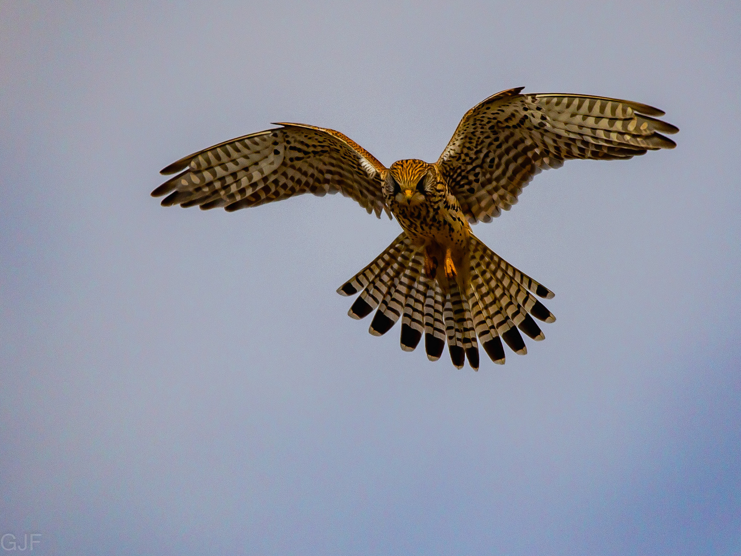 Turmfalke im Schwebeflug