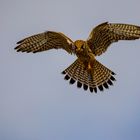 Turmfalke im Schwebeflug