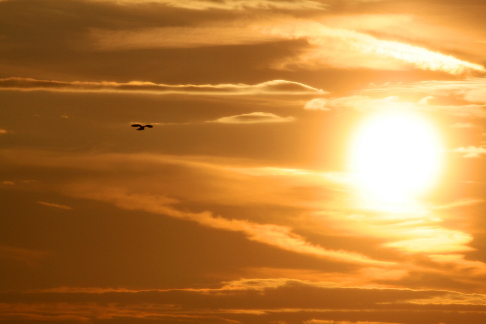 Turmfalke im Sonnenuntergang