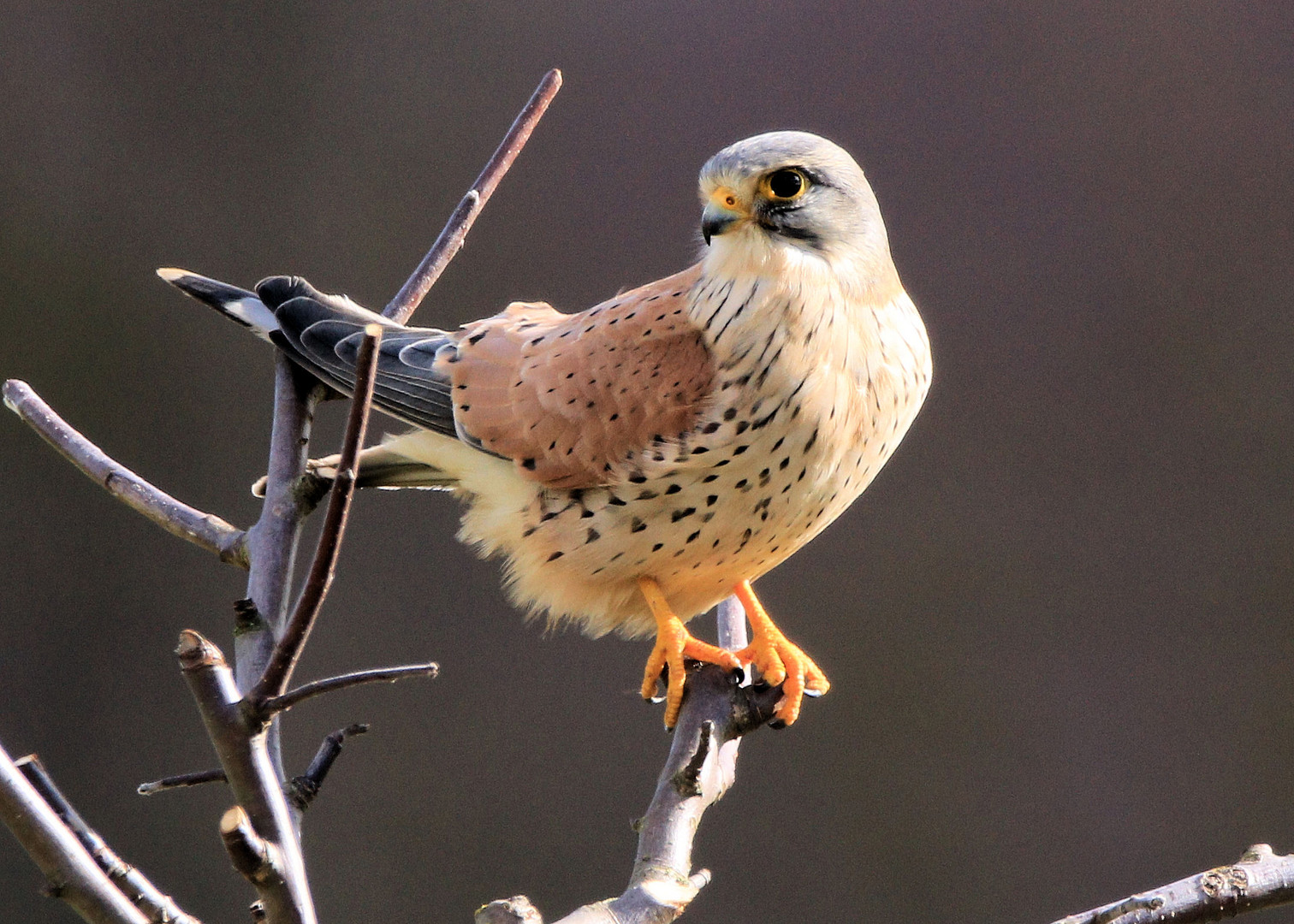 Turmfalke im Sturm