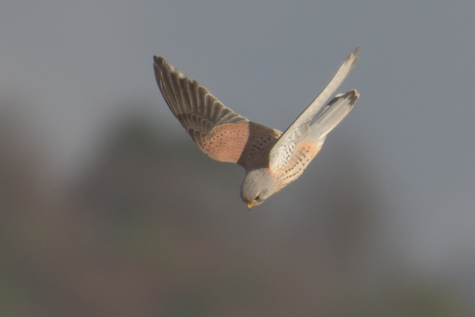 Turmfalke im Sturz