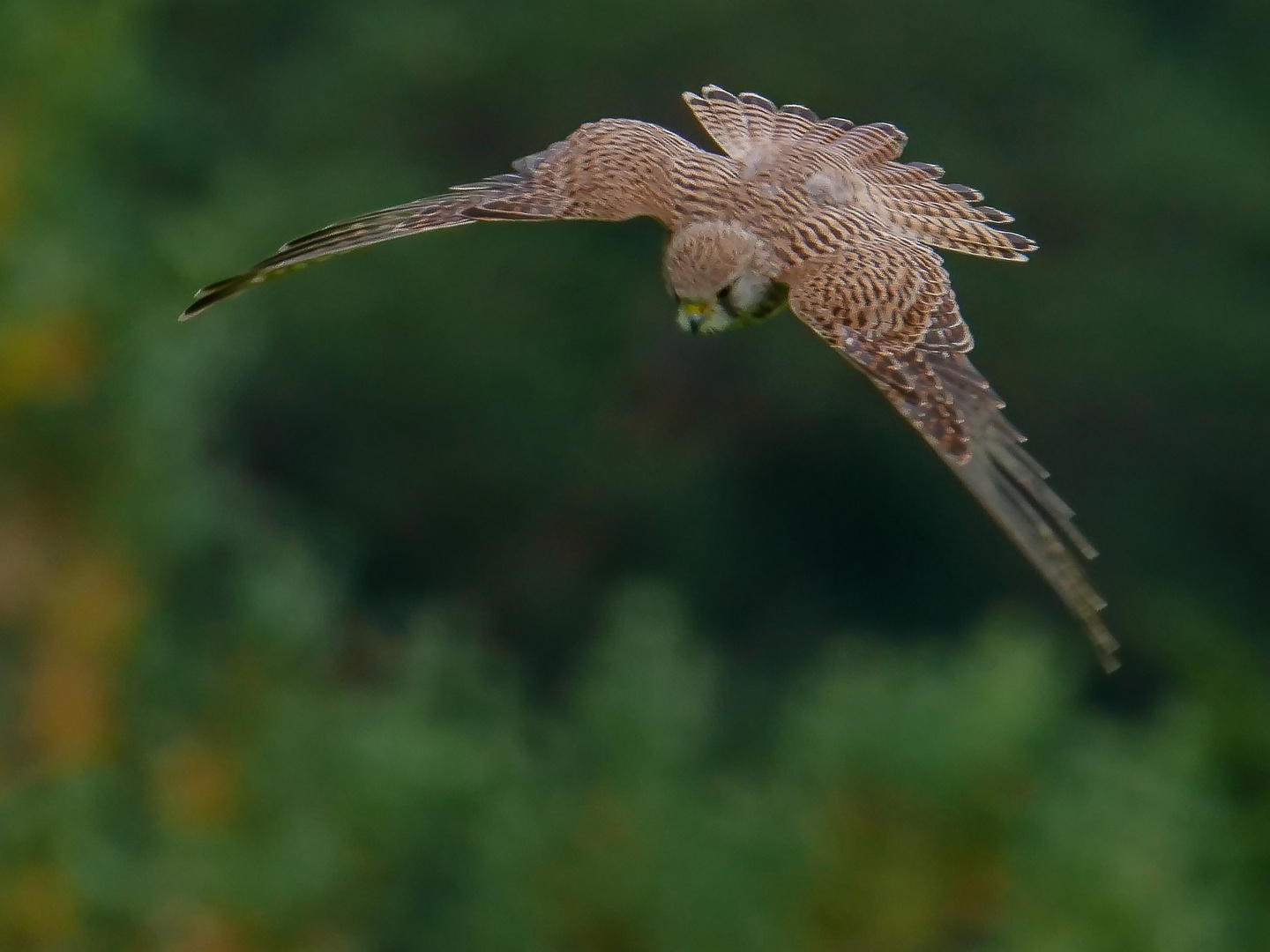 Turmfalke im Sturzflug