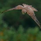 Turmfalke im Sturzflug