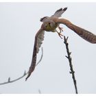 Turmfalke im Sturzflug :-)