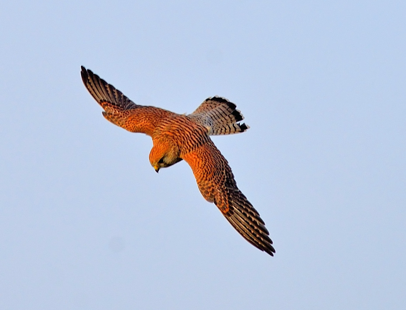 Turmfalke  im  Sturzflug