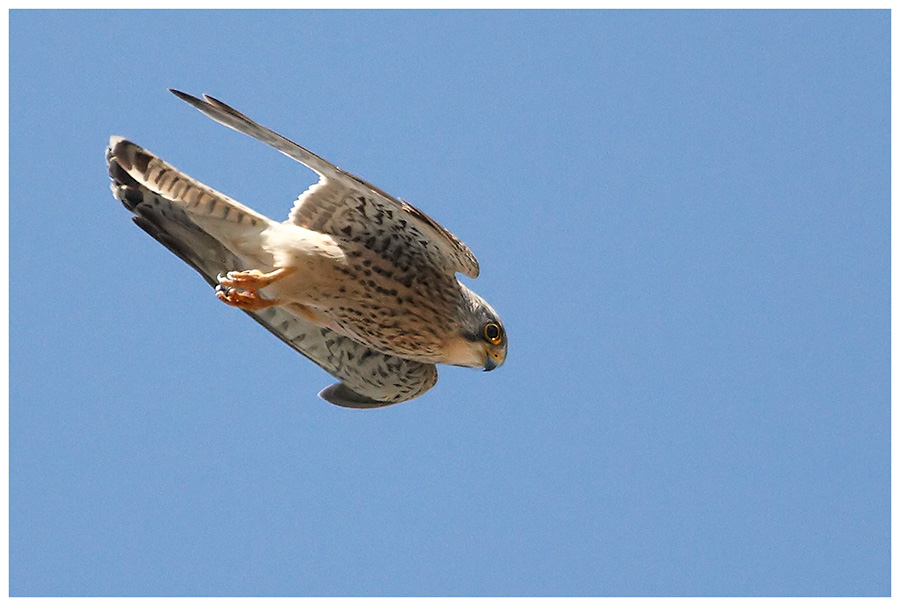 Turmfalke im Sturzflug