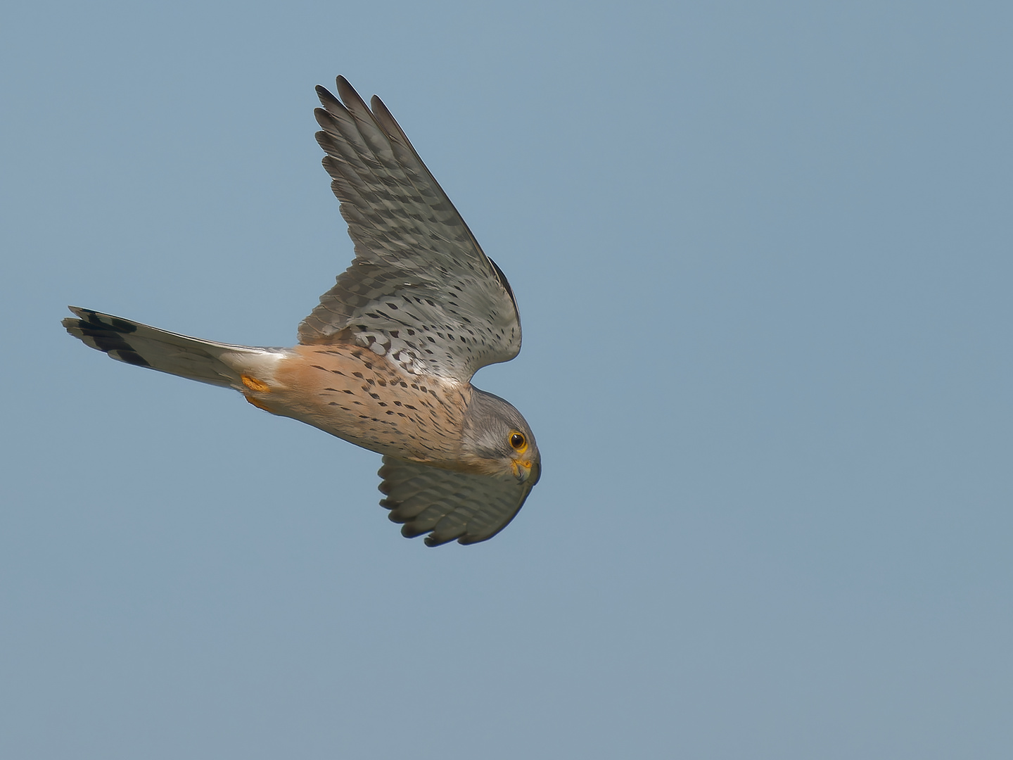 Turmfalke im Sturzflug