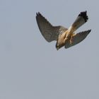 Turmfalke im Sturzflug