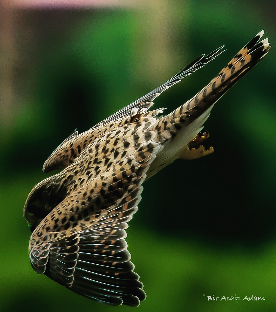 Turmfalke im Sturzflug 