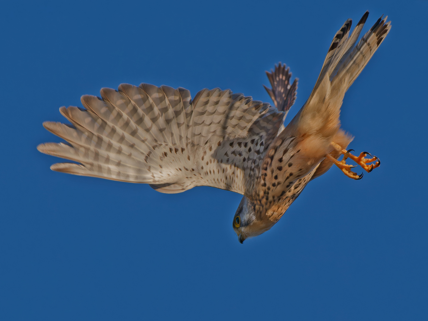 Turmfalke im Sturzflug ii 