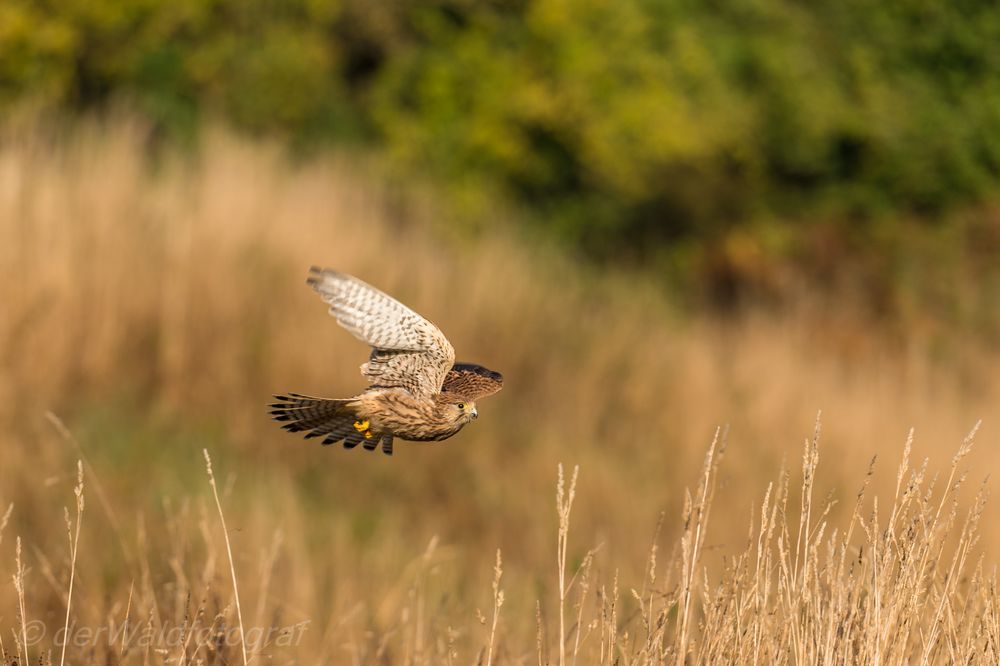 Turmfalke im Suchflug