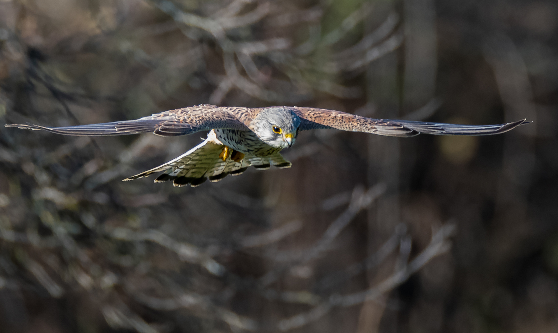 Turmfalke im Tiefflug