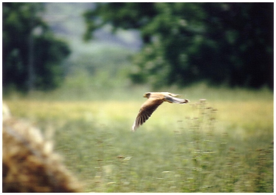 Turmfalke im Tiefflug