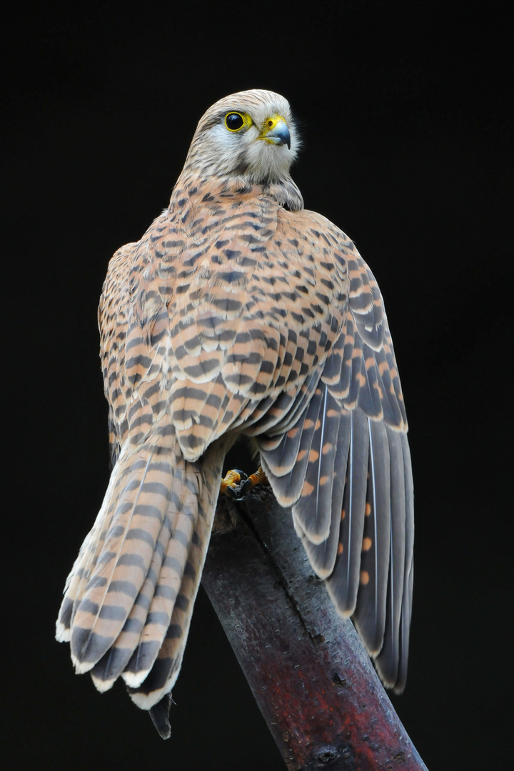 Turmfalke im Tiergarten Delitzsch