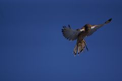 Turmfalke im Tierpark Hellabrunn