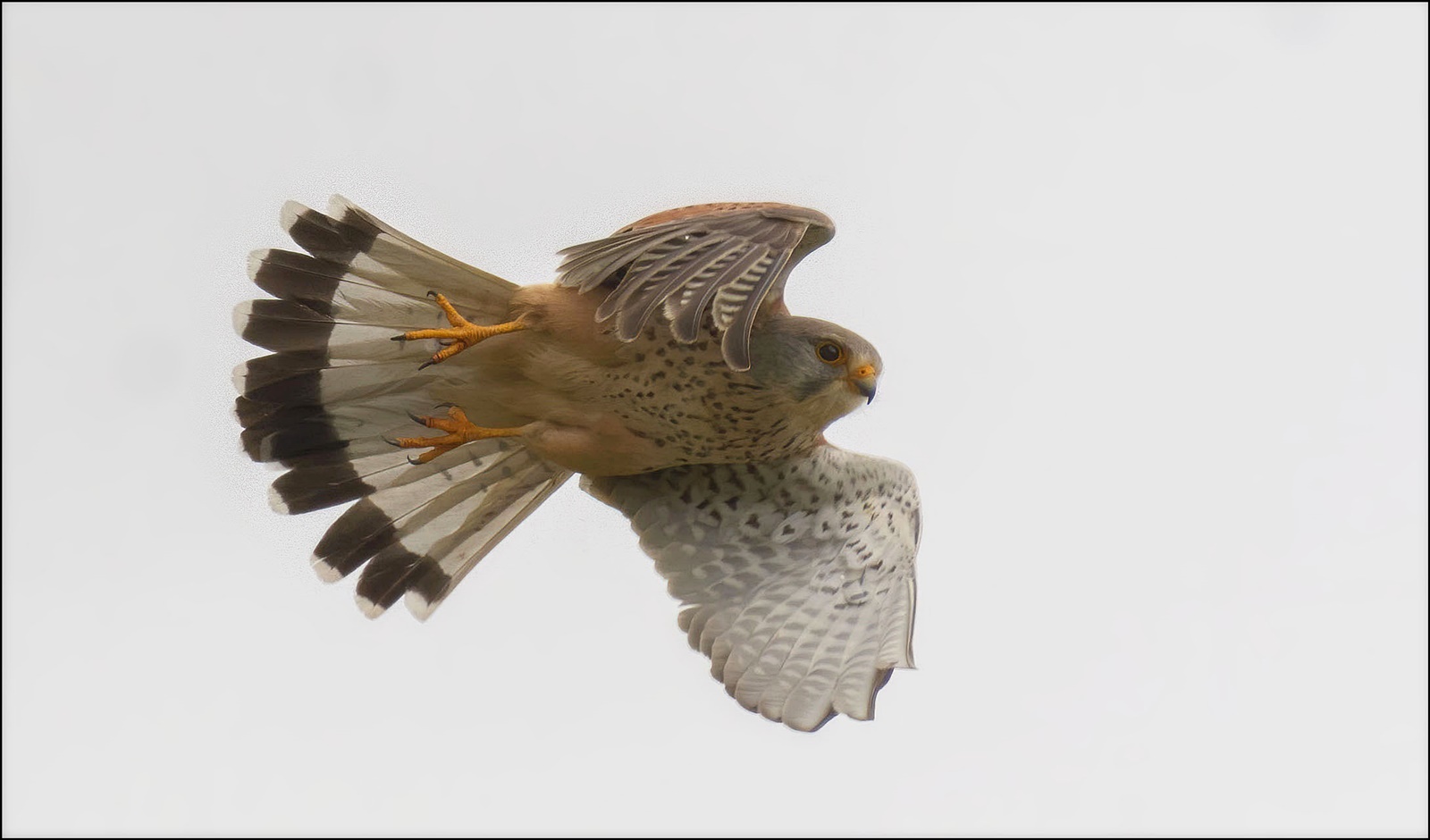 Turmfalke im vorbeiflug