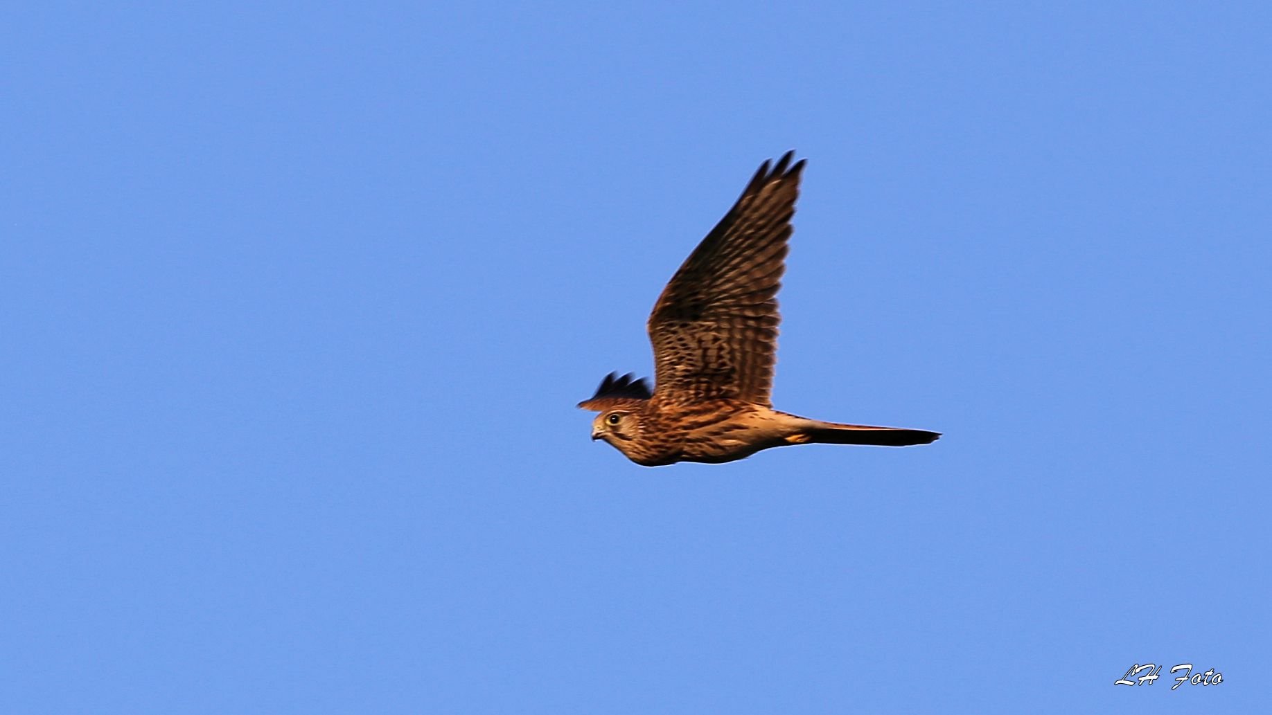 Turmfalke im Vorbeiflug!