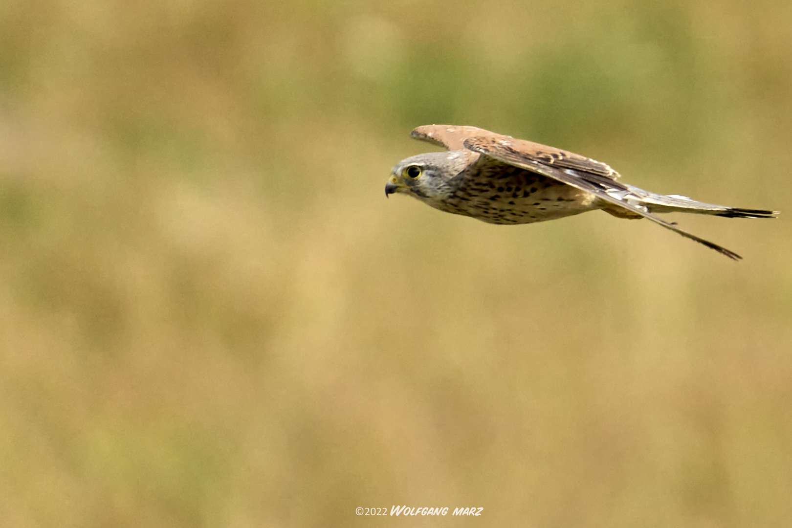 Turmfalke im Vorbeiflug