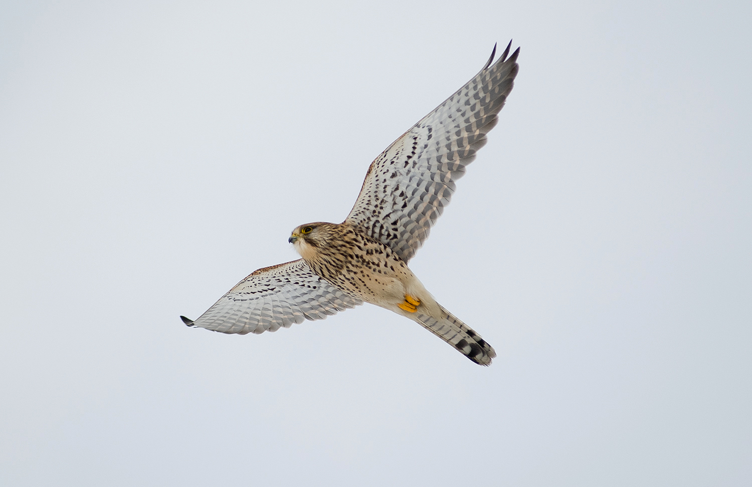 Turmfalke im Vorbeiflug