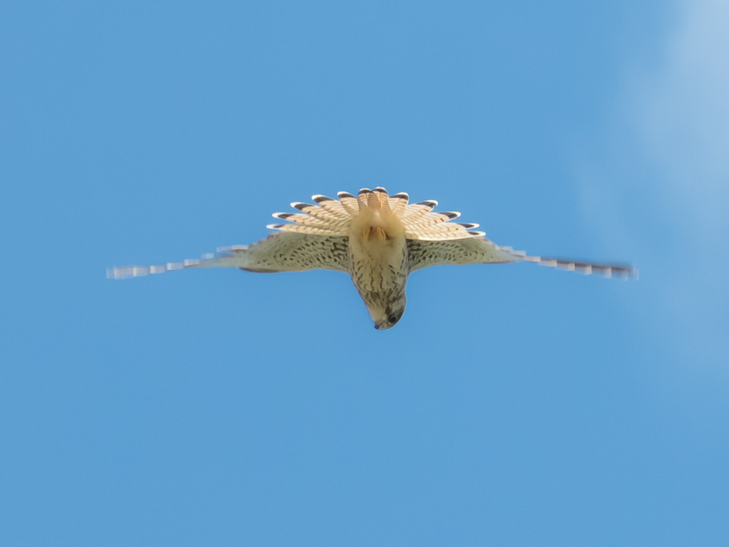 Turmfalke im Weinberg