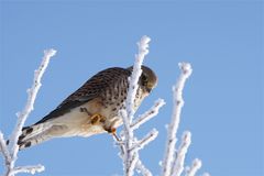 Turmfalke im Winterwunderland