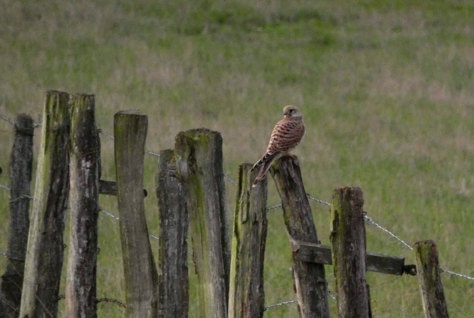 Turmfalke in den Ahsewiesen bei Lippborg.