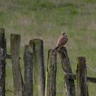 Turmfalke in den Ahsewiesen bei Lippborg.