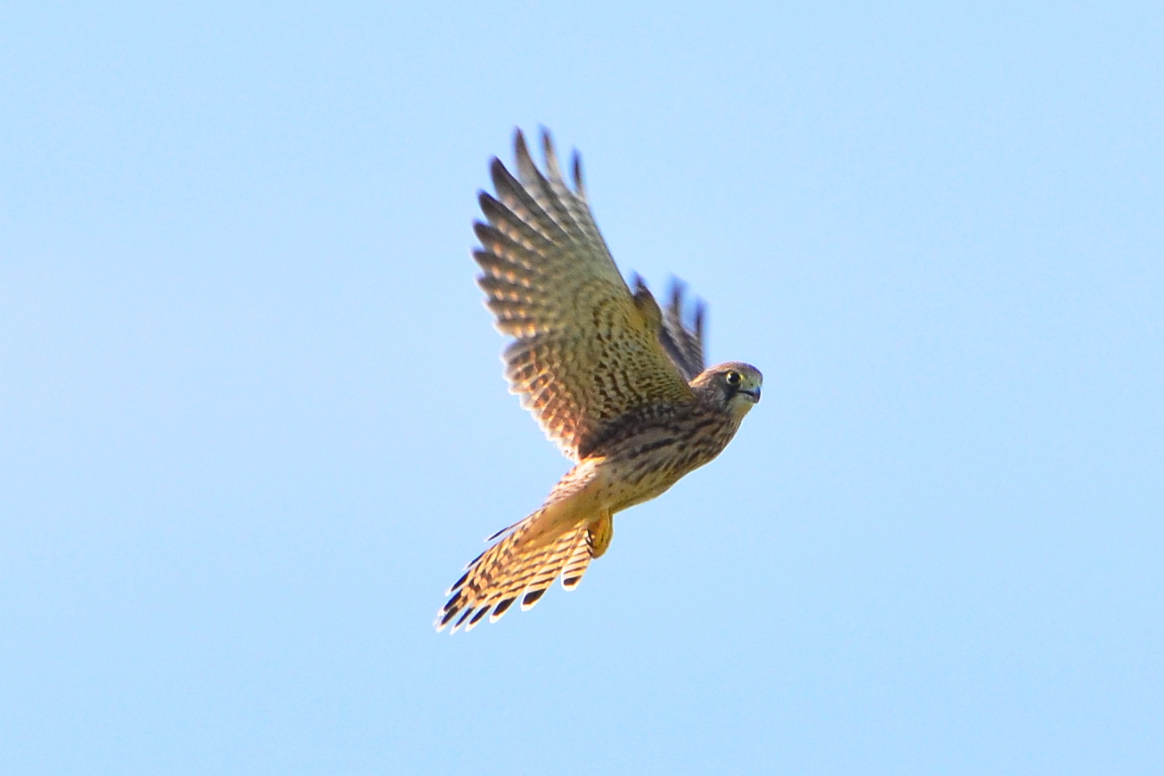 Turmfalke in den Lippeauen