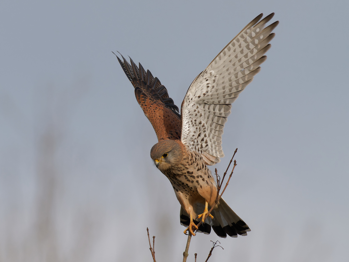 Turmfalke in den Lippewiesen