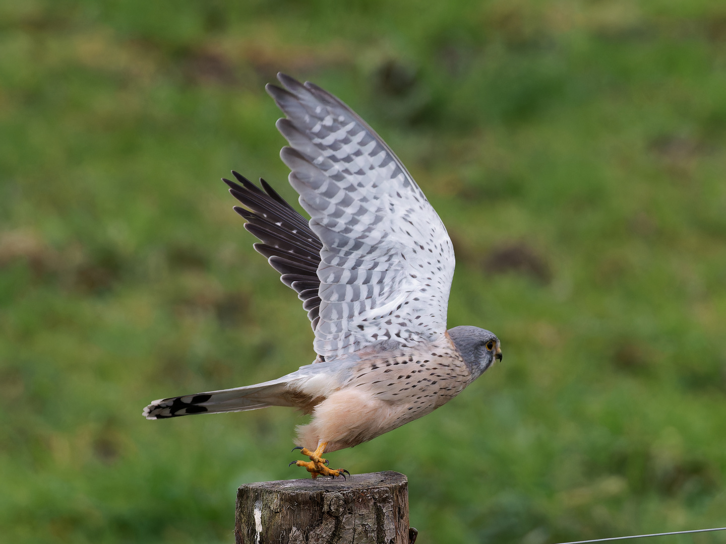 Turmfalke in den Lippewiesen