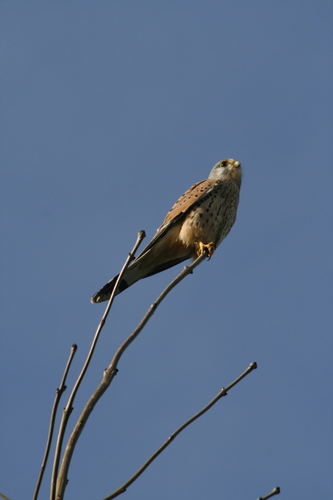 Turmfalke in den Mülheimer Ruhrauen